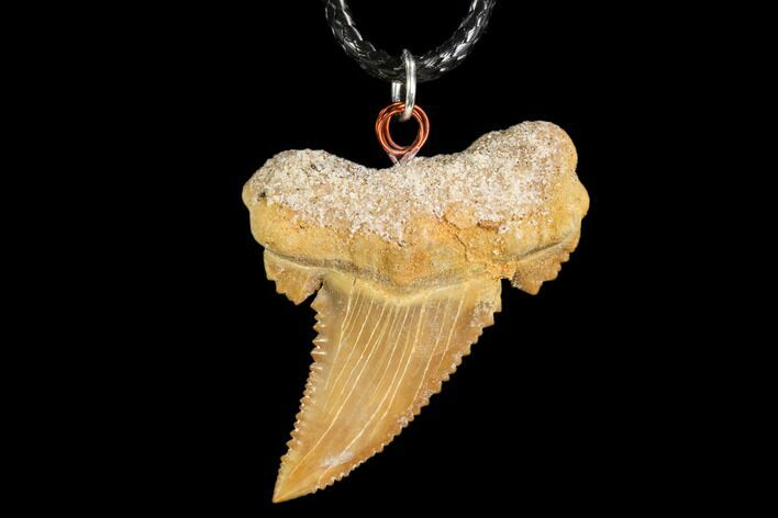 Fossil Shark (Palaeocarcharodon) Tooth Necklace -Morocco #110025